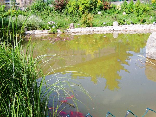 Außenanlage der Ferienwohnung: Natur pur, Entspannung im Grünen