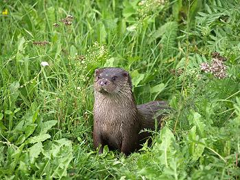 Inmitten des Biosphärenreservates Schorfheide-Chorin befindet sich die Blumberger Mühle - Ein Reservat der besonderen Art