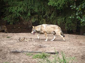 Der Wildpark Schorfheide bietet v. a. Kindern ein Erlebnis. Elche, Wölfe, Wildpferde, usw. gilt es zu finden und zu bestaunen